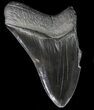 Partial, Serrated Megalodon Tooth - Georgia #41575-1